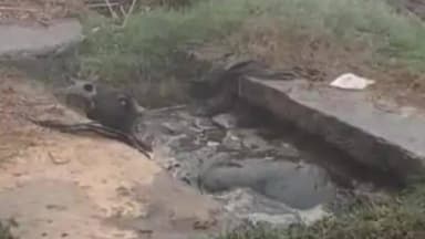 अतरौली: बिजौली ब्लॉक के सिंधौली खुर्द में खुले गटर में गिरने से गाय की हुई मौत; 10 दिन पहले बच्चा घायल हुआ था