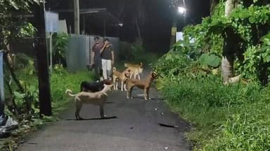 കൊച്ചി: തെരുവുനായ ശല്യം രൂക്ഷം:- റോഡുകൾ സുരക്ഷിതമല്ല