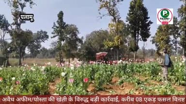 अवैध अफीम/पोस्ता की खेती के विरुद्ध बड़ी कार्रवाई, करीब 08 एकड़ फसल विनष्ट।
#PalamuPolice