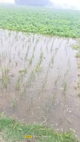 bambi se 400 biga kheto me nukshan paliya bash khena