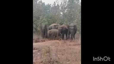 ତୁରୁମୁଙ୍ଗା: ନରଣପୁର ସେକ୍ସନ ର ନେକଡାଘର କୋଡ଼ିଏ ନମ୍ବର ଜାତୀୟ ରାଜପଥ କଡ଼ରେ ହାତୀପଲ ଯାତାୟାତ ବାଧାପ୍ରାପ୍ତ