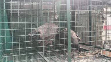 सहरसा में वन विभाग की बड़ी कार्रवाई, पिंजरे में बंद 5 मोर किए गए रेस्क्यू, प्राकृतिक आवास में छोड़े जाएंगे
Saharsa Dist...