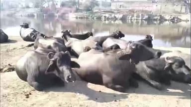 जींद: जींद जिले के जैजैवंती गांव से चार भैंस चोरी, अज्ञात के खिलाफ पुलिस ने मामला दर्ज किया