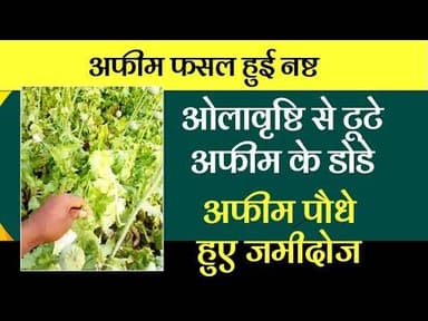 अफीम फसल हुई नष्ट | ओलावृष्टि से टूटे अफीम के डोडे | अफीम पौधे हुए जमीदोज #opium #kisan #todaynews