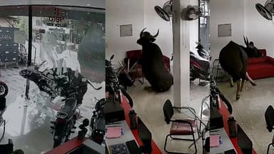 കണ്ണൂർ: കൂത്ത്പറമ്പ് പുറക്കളത്ത് വിരണ്ടോടിയ കാട്ടുപോത്ത് പൂട്ടിയിട്ട ബൈക്ക് ഷോറൂമിലേക്ക് പാഞ്ഞ് കയറി