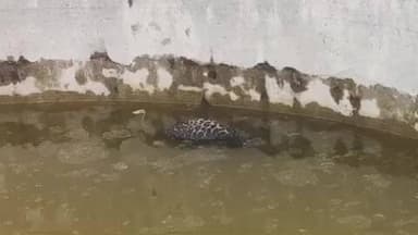 ओडगी: महुली में खुले कुएं में गिरने से तेंदुए के बच्चे की हुई मौत