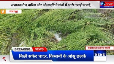 👉 मनासा में भीषण ओलावृष्टि से तबाही | अफीम-गेहूं की फसल बर्बाद | किसानों के आंसू छलके