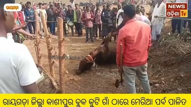 ରାୟଗଡ଼ା ଜିଲ୍ଲା କାଶୀପୁର ବ୍ଲକ କୁଟି ଗାଁ ଠାରେ ମେରିଆ ପର୍ବ ପାଳିତ । News Odisha tv