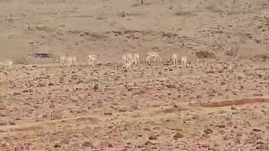 डिंडौरी: कारो पानी गांव के मैदान में दिखा हिरणों का झुंड, जागरूक युवा ने वीडियो किया वायरल