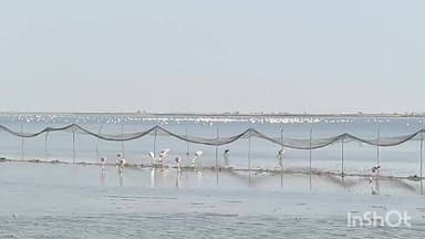 ધ્રાંગધ્રા: કચ્છના નાના રણમાં વિદેશી પક્ષીઓનું ત્રણ મહિના માટે આગમનથી પ્રવાસીઓ માટે આકર્ષણનું કેન્દ્ર