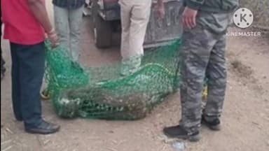 खैरागढ़ में मादा हिरन की मौत से मचा हड़कंप, आवारा कुत्तों के हमले की आशंका