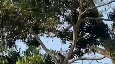 মাদারিহাট: জলদাপাড়ায় দেখা গেল বিরল প্রজাতির লাঙ্গুর কে