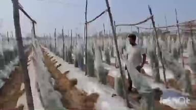 लाखनी: भंडाऱ्यात 'थंडी'वर तंत्रज्ञानाची मात; क्रॉप कव्हरच्या मदतीने टरबूज पिकाला मिळालं सुरक्षा कवच!