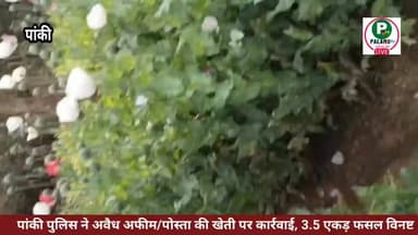पुलिस ने अवैध अफीम/पोस्ता की खेती पर की कार्रवाई, 3.5 एकड़ फसल विनष्ट।
#PalamuPolice