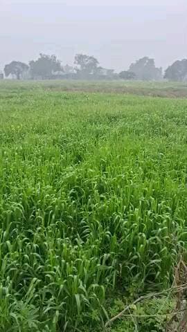 aap dekh Rahe ho hamare atrauli ki khabar