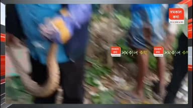 জোড়া চন্দ্রবোড়া,আতঙ্কে পরিবার