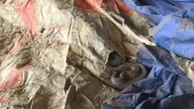 পুরাতন মালদা: মিশন রোড সংলগ্ন একটি গোডাউন থেকে উদ্ধার হল একটি বিষাক্ত চন্দ্রবোড়া সাপ