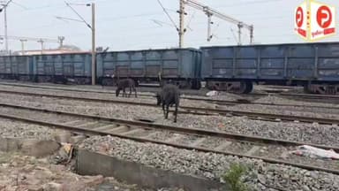 हैरान कर देगा डीडीयू रेल यार्ड का यह नजारा. खतरे में ट्रेनों की सुरक्षा #NewsUpdate #viralvideo #Chandauli #Purvanchalt...