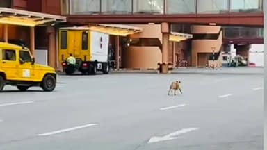 ದೇವನಹಳ್ಳಿ: ಕೆಂಪೇಗೌಡ ಏರ್ಪೋರ್ಟ್ ನಲ್ಲಿ ಭದ್ರತಾ ವೈಪಲ್ಯ ಏರ್ಪೋರ್ಟ್ ರನ್ ವೇಗೆ ನುಗ್ಗ್ಇದ ಬೀದಿ ನಾಯಿಗಳು