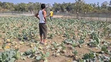 আলিপুরদুয়ার ২: মহাকাল গুড়ি তে ব্যাপক তাণ্ডব রাতের ঘুম উবে গেছে কৃষকদের