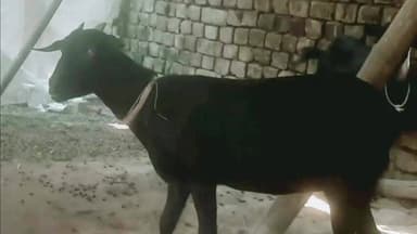 வேடசந்தூர்: சீலபாடியான் களத்தில் ₹21 ஆயிரம் மதிப்புள்ள இரண்டு ஆடுகள் திருட்டு