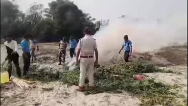 ধূপগুড়ি: ধূপগুড়িতে পুলিশের অভিযানে ধ্বংস ৭০টি গাঁজা গাছ, পলাতক জমির মালিকের খোঁজে তল্লাশি