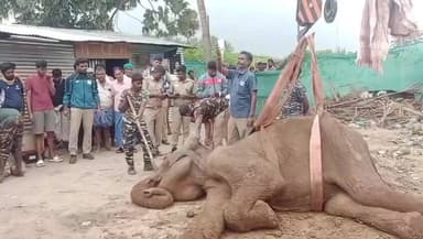 மதுக்கரை: மதுக்கரை எட்டிமடை பகுதியில் உயிரிழந்து கிடந்த 50 வயது பெண் யானை