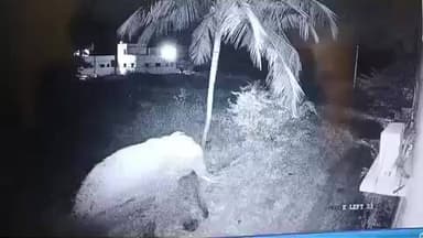 காட்பாடி: வண்டறந்தாங்கள் செல்லாவூர் பகுதிகளில் விவசாய நிலங்களை சேதப்படுத்திய இரண்டு காட்டு யானைகள் சிசிடிவி காட்சி வெளியாகி பரபரப்பு