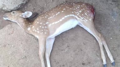 கயத்தாறு: தெற்கு சுப்பிரமணியபுரம் பகுதியில் நாய் கடித்து புள்ளிமான் பலி