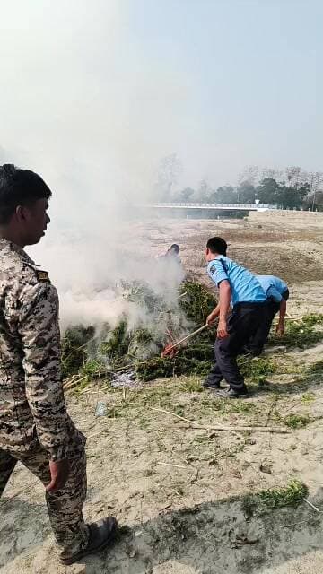 গাঁজা নিধনে ডাউকিমারী ফাঁড়ি পুলিশ ও ধূপগুড়ি থানার যৌথ উদ্যোগ