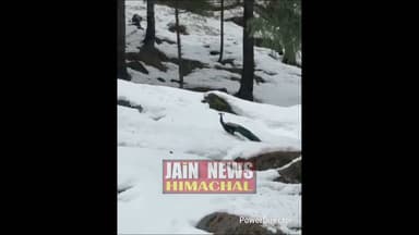 6500 फीट की ऊंचाई पर बर्फ में दिखा मोर मनाली के जगतसुख गांव में एक ऐसी घटना सामने आई है#viral #snow