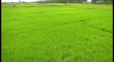 நாகப்பட்டினம்: தாமதமாக சாகுபடி செய்யப்பட்ட தாளடி பயிரை காப்பாற்ற பிப்ரவரி 20 வரை மேட்டூர் அணையிலிருந்து தண்ணீர் திறக்க விவசாயிகள் கோரிக்கை