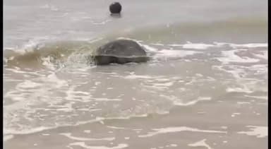 நாகப்பட்டினம்: அரிய வகை ஆமை இனமான ஆலிவர் ரெட்லி ஆமைகள் மாவட்டத்தின் கடலோரப் பகுதிகளில் முட்டை இட துவங்கியது