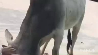 ସମ୍ବଲପୁର ମ୍ୟୁନିସିପାଲଟି: ହୀରାକୁଦ ସହରରେ ବୁଲା ଷଣ୍ଢ ଆତଙ୍କ