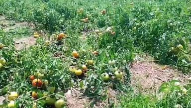 சாத்தூர்: எட்டக்கப்பட்டி எதிர்கோட்டை தாயில்பட்டி போன்ற பகுதிகளில் தக்காளி சாகுபடி அதிகமாக செய்யப்பட்டுள்ளது விலை குறைவாக உள்ளதாக விவசாயிகள் வேதனை