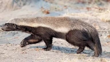 ଗୋବିନ୍ଦପୁର: ଘୁମୁଣ୍ଡୁମାଲ ରୁ ଉଦ୍ଧାର ହନି ବ୍ରେଜର କୁ ଜଙ୍ଗଲ ରେ ଛାଡ଼ିଲା ବନ ବିଭାଗ