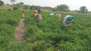 சாத்தூர்: வெப்பக்கோட்டை ஒன்றியம் பனையடிப்பட்டி கன்டியாபுரம் கோதை நாச்சியாபுரம் கனஞ்சாம்பட்டி போன்ற பகுதிகளில் மிளகாய் விளைச்சல் அதிகம் விவசாயிகள் மகிழ்ச்சி