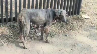 అసిఫాబాద్: ఆసిఫాబాద్ లో వింత వ్యాధులతో కుక్కల విహారం