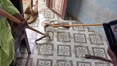 சாத்தூர்: தாயில்பட்டி அருகே சத்திரப்பட்டியில் வீட்டில் சமையல் அறையில்இருந்த நல்ல பாம்புவை தீயணைப்புத் அறையினர் லாவாரமாக பிடித்து காட்டுப் பகுதியில் விட்டனர்