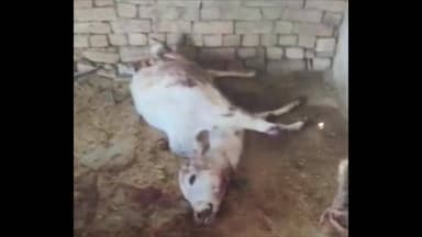 सवाई माधोपुर: सवाई माधोपुर के श्याम वाटिका क्षेत्र में तेंदुए की दस्तक, कच्ची दीवार तोड़कर घुसा तेंदुआ, बछड़े का किया शिकार