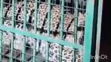 छोटीसादड़ी: छोटीसादड़ी क्षेत्र में पैंथर का रेस्क्यू कर सुरक्षित जंगल में छोड़ा गया