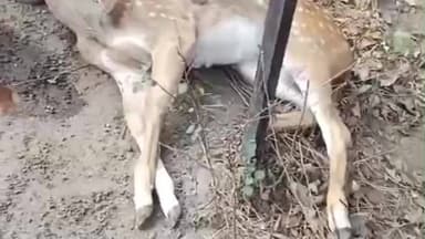 ఏటూరునాగారం: కమలాపురం – ఏటూరునాగారం దుప్పిని ఢీకొట్టి వెళ్లిన ఇసుక లారీ