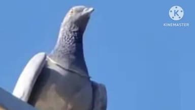 डेगाना: डेगाना में ज्वेलरी की दुकान से 7 ग्राम सोने की चेन चोंच में दबा कर ले उड़ा कबूतर, वीडियो सोशल मीडिया पर हुआ वायरल