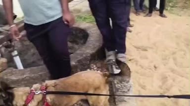 కావలి: కావలి రూరల్ మండలం రుద్రకోట హరిజనవాడలో డాగ్ స్క్వాడ్తో కావలి పోలీసులు గాలింపు