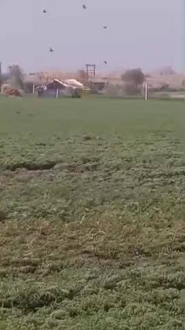 જેસર: બીલા ગામે ધોળા દિવસે દીપડાના આટા ફેરા જોવા મળતા ખેડૂતોમાં ભારે ભયનો માહોલ સર્જાયો છે.