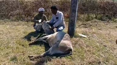 शहपुरा: मेंहदवानी में यूरिया खाने से दो गायों की मौत, एक बीमार; उपचार जारी