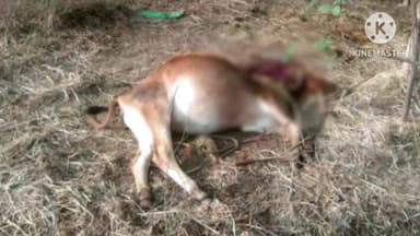 జనగాం: రఘునాథపల్లి మండలంలో భయభ్రాంతులకు గురిచేస్తున్న పెద్దపల్లి సంచారం అప్రమత్తంగా ఉండాలన్న పోలీస్ ఫారెస్ట్ అధికారులు