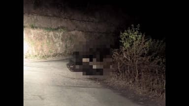 रुद्रप्रयाग: जखोली में गुलदारों का तांडव, कुनियाली में एक साथ दिखे तीन गुलदार