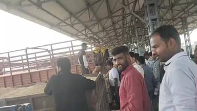 आलोट:-कृषि उपज मंडी आलोट में मक्का सोयाबीन गेहूं सभी के भाव क्वालिटी अनुसार देखो वीडियो में