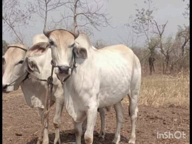 कोरपना: हेटी येथून चोरट्यांनी केली बैल जोडी लंपास